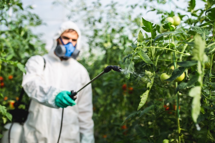 Fokus auf Sprühdüse, die Person in weißem Schutzanzug und mit Atemschutzgerät im Hintergrund verschwommen in Hand hält und auf Tomatenpflanze richtet