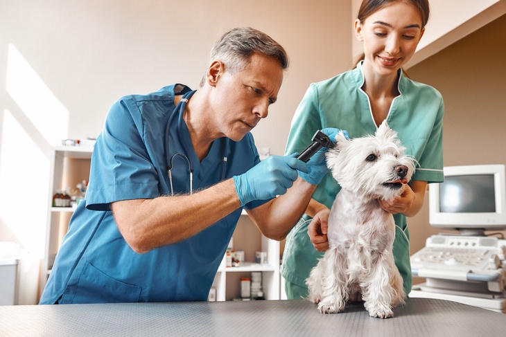 Ein kleiner, weißer Hund sitzt auf einer gräulichen Unterlage. Links neben dem Hund ist eine Person mit Kittel und Handschuhen, die ein Gerät an das Ohr des Hundes hält. Rechts hinter dem Hund ist eine Person, die den Hund festhält